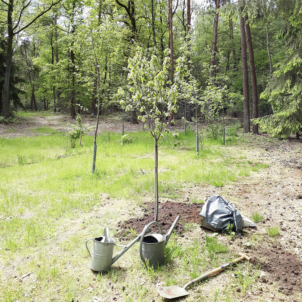 duurzaam werken en co2 verminderen door bomen te planten